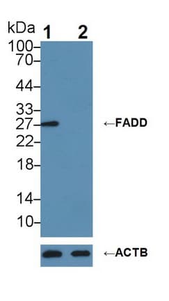 FADD Antibody (aa7-178)