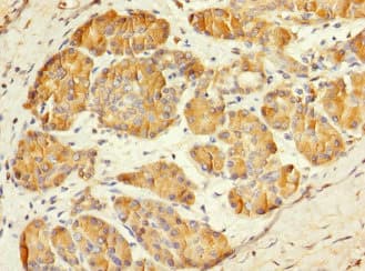 MESP1 Antibody