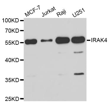 Polyclonal Rabbit anti-Human IRAK4 / IRAK-4 Antibody (IHC, WB)