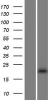 THAP3 Protein (Over-Expression Lysate Myc-DDK (Flag))