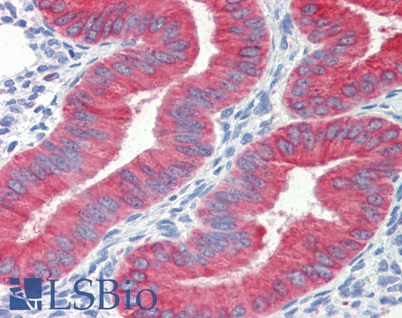 IHC-plus™ Monoclonal Mouse anti-Horse CYCS / Cytochrome c Antibody (clone 7H8.2C12, IHC, WB)