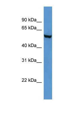 FTO Antibody (N-Terminus)