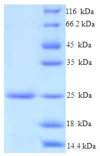 Salmonella typhimurium PrgI Protein (Recombinant His-SUMO)