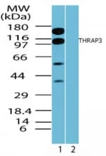 IHC-plus™ Polyclonal Rabbit anti-Human THRAP3 / TRAP150 Antibody (aa930-955, IHC, WB)