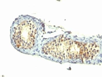 TGFA / TGF Alpha Antibody (aa34-43, clone 1E8-G6, Azide-free, BSA-free)