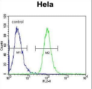 AKT2 Antibody (aa93-123)
