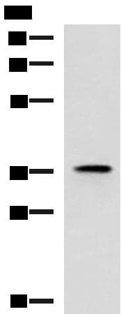 USP50 Antibody