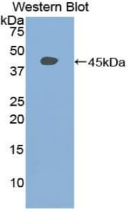 STAT3 Antibody (aa656-768, APC)