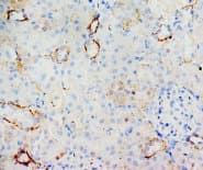 MIF Antibody (C-Terminus)