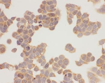 HSP90AA1 / Hsp90 Alpha A1 Antibody (aa2-365)