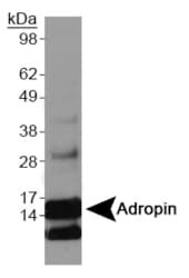 ENHO / Adropin Antibody (Internal)