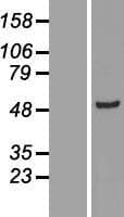 ADSSL1 Protein (Over-Expression Lysate Myc-DDK (Flag))