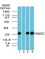IHC-plus™ ILEI / FAM3C Antibody (aa40-80)