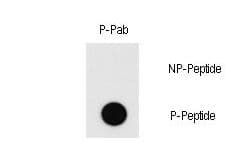 MEF2C Antibody (phospho-Thr20)