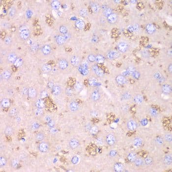TXN2 / Thioredoxin 2 Antibody
