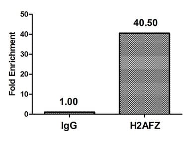 H2AFZ / H2A.z Antibody