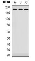 EGFR Antibody (C-Terminus)