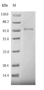Drosophila melanogaster MAPK8 / JNK1 Protein (Recombinant 6His, N-terminus)