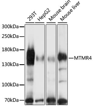 MTMR4 Antibody