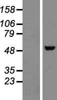 NOVA1 Protein (Over-Expression Lysate Myc-DDK (Flag))