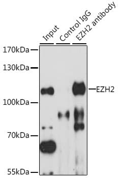 EZH2 Antibody