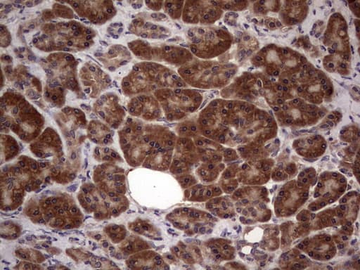 BFSP2 Antibody (aa184-415, clone OTI4E7, Carrier-free)