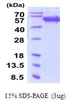 Human SCRN1 / Secernin 1 Protein (Recombinant His)