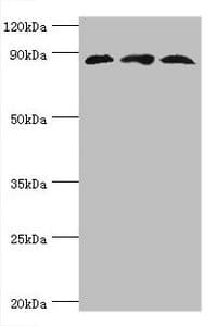 CUL1 / Cullin 1 Antibody (aa500-776)