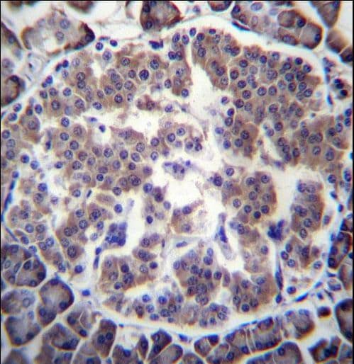 TBL2 Antibody (aa43-72)