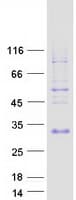 Human SPANXN3 Protein (Recombinant Myc-DDK (Flag))