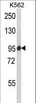 IHC-plus™ SCAP Antibody (aa604-632)