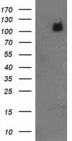 PDE2A Antibody (clone OTI2F1, Carrier-free)