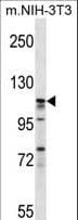 Polyclonal Rabbit anti-Human EIF3C / EIF3S8 Antibody (aa538-566, WB)