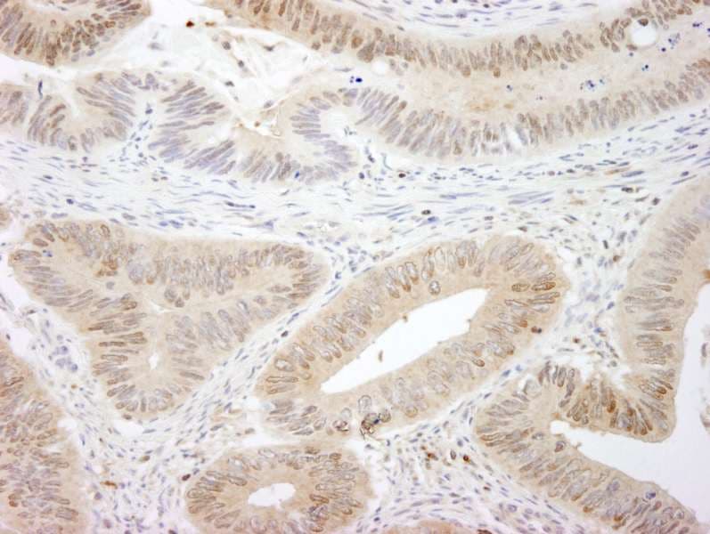 STK3 Antibody (C-Terminus)