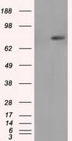 Monoclonal Mouse anti-Human RIP1 / RALBP1 Antibody (clone OTI1E2, IHC, IF, WB)