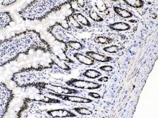 E2F4 Antibody