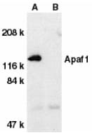 APAF1 / APAF-1 Antibody