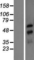 NXF3 Protein (Over-Expression Lysate Myc-DDK (Flag))