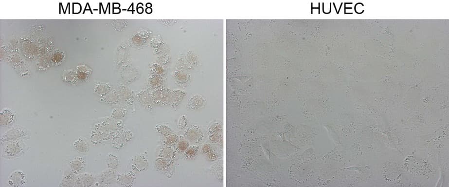 GATA3 Antibody (aa155-443, clone OTI10G7, Carrier-free)