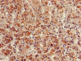 Polyclonal Rabbit anti-Human BAG4 / SODD Antibody (IHC, IF)