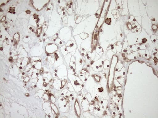 HOXC10 Antibody (aa1-262, clone OTI5C10, Carrier-free)