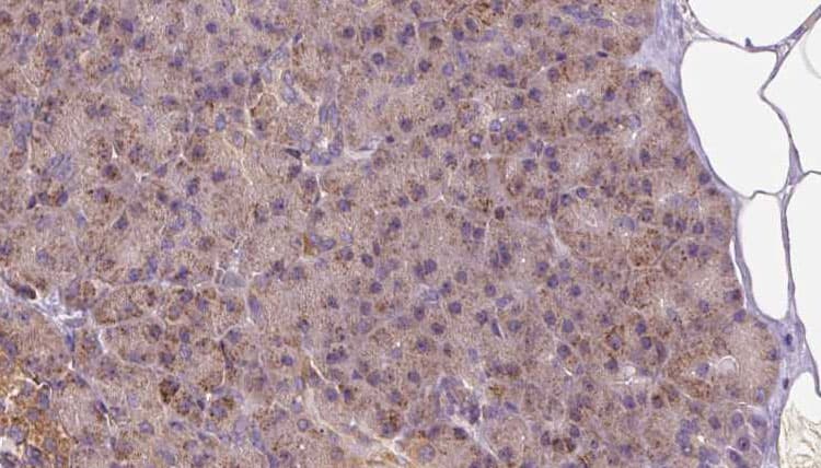 LETM1 Antibody