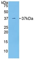 Mouse ARG1 / Arginase 1 Protein (Recombinant His, N-Terminal)