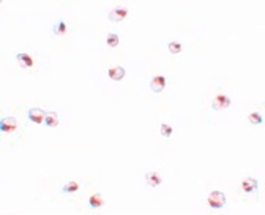 IHC-plus™ SAE2 / UBA2 Antibody