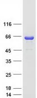Human CPNE6 / N-COPINE Protein (Recombinant Myc-DDK (Flag))