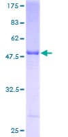Human HLA-DPB1 Protein (Recombinant GST)
