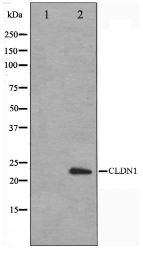 PathPlus™ CLDN1 / Claudin 1 Antibody
