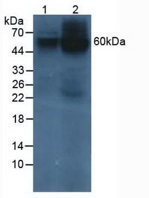 PSAP / Prosaposin Antibody (aa17-524, PE)