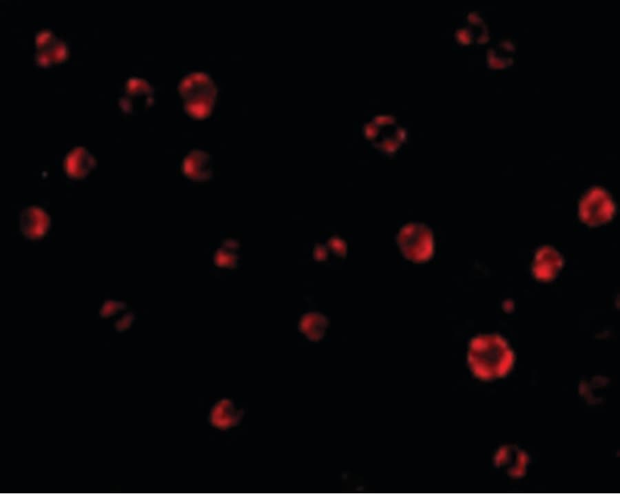 IHC-plus™ AES / Groucho Antibody