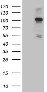 NLRX1 Antibody (aa866-975, clone OTI4H8, Carrier-free)